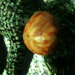f86777704