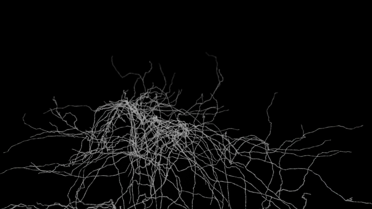 Ill-02_Mycellium_Gr_Accueil